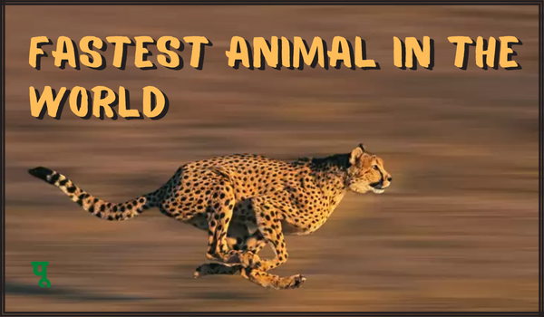 Fastest Animal in the World