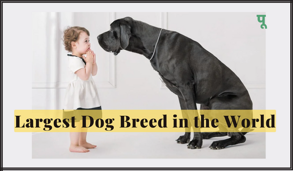 Largest Dog Breed in the World