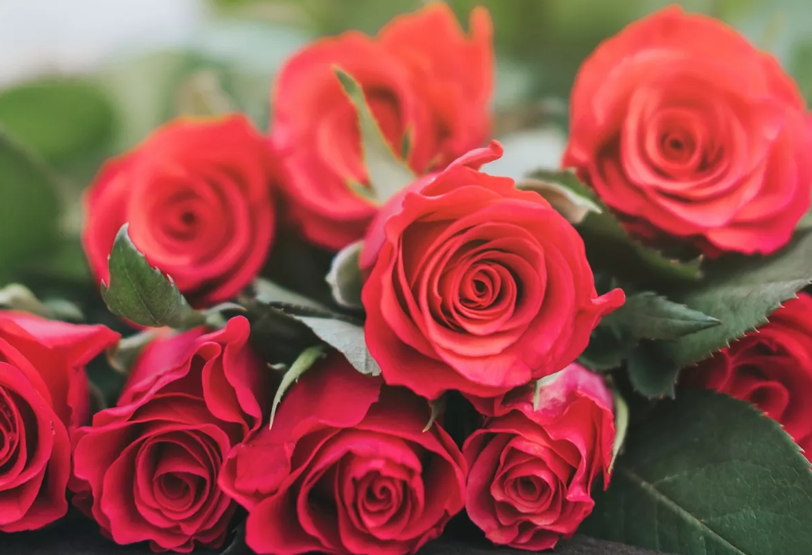 Rose day images